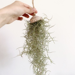 空气绿萝凤梨 海洋系列老人须松萝壁挂室内