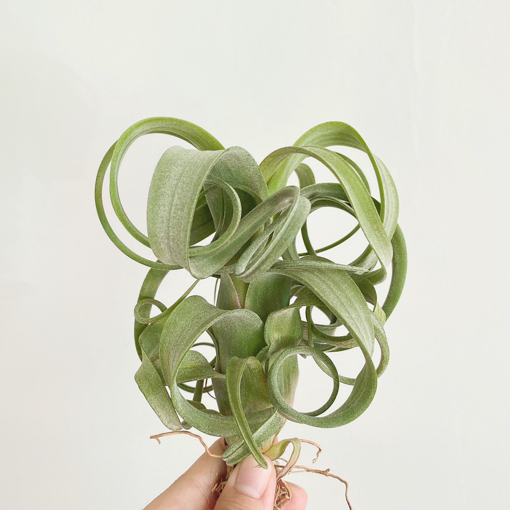 空气凤梨 花卷 花中花x电烫卷 无土植物盆栽绿植净化空气凤梨