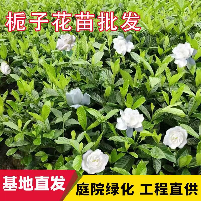 小叶栀子花苗重瓣庭院绿植苗好养活室内外阳开花小花型小叶桅子