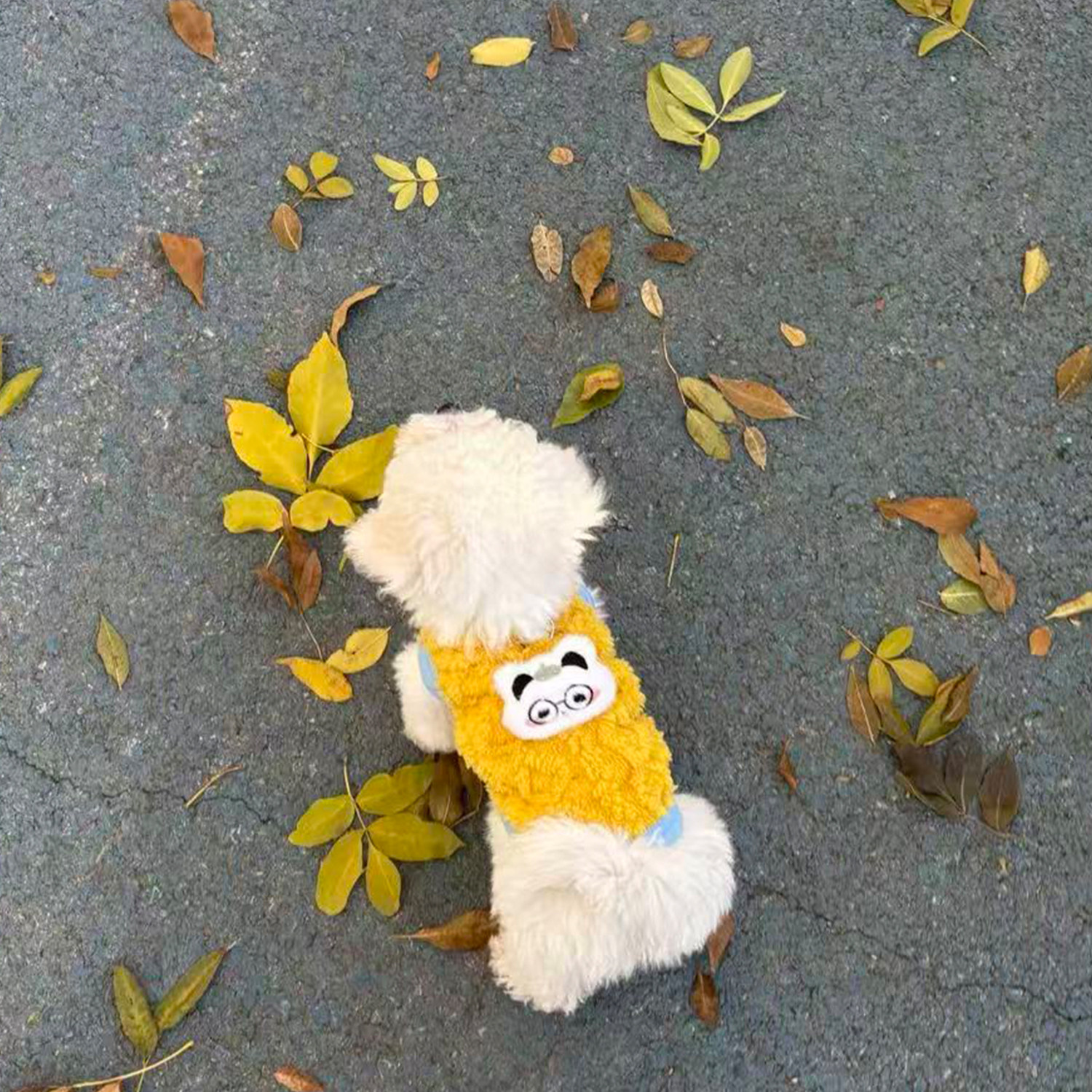 小奶狗衣服可爱比熊猫咪加厚保暖加绒冬装幼犬牵引扣背心小型犬