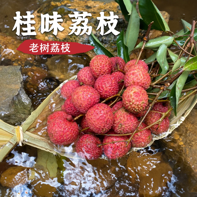广州正宗从化增城老树桂味荔枝新鲜水果当季现摘现发2026空运顺丰