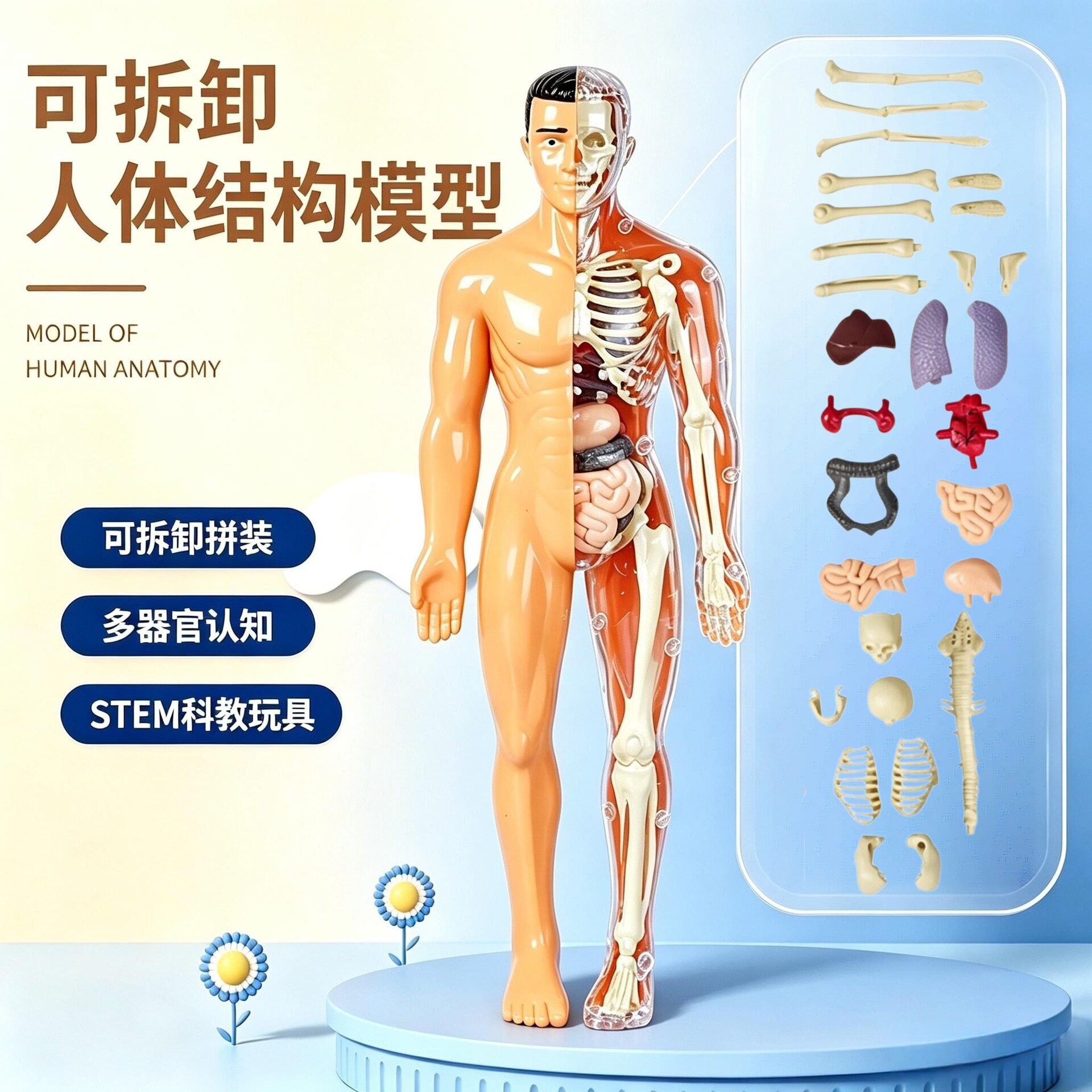 包邮人体模型玩具stem认知科教益智人体器官认知可拆卸厂家批发