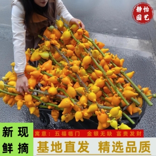 五代同堂果黄金果盆栽福禄果黄金果乳茄果长寿果室内插花年宵