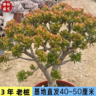 40-50厘米】大颗三年老桩姬红花月多肉植物小叶红边玉树观景盆栽