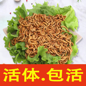 活体面包虫宠物饲料活体黄粉虫蜘蛛守宫饲料仓鼠爬宠饲料
