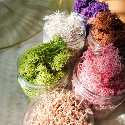 袋装永生花苔藓天然干花装饰彩色苔藓造景junkjournal手工diy材料