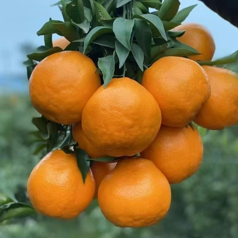 【优质果20号发货】四川蒲江春见耙耙柑丑柑孕妇水果新鲜采摘,水产肉类/新鲜蔬果/熟食,桔子,淘宝优惠券,粉丝福利购,淘宝优惠卷