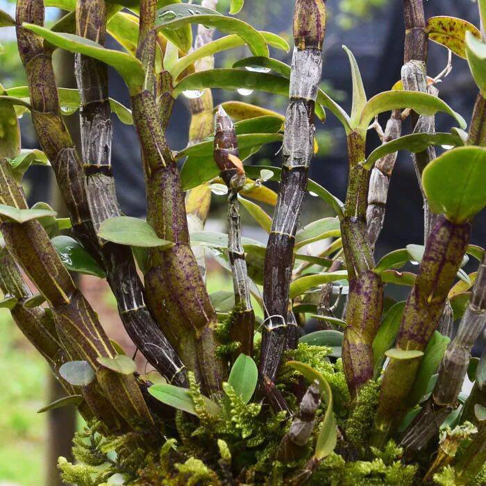 大源 铁皮石斛活树种植鲜条500克 正宗高仿野生