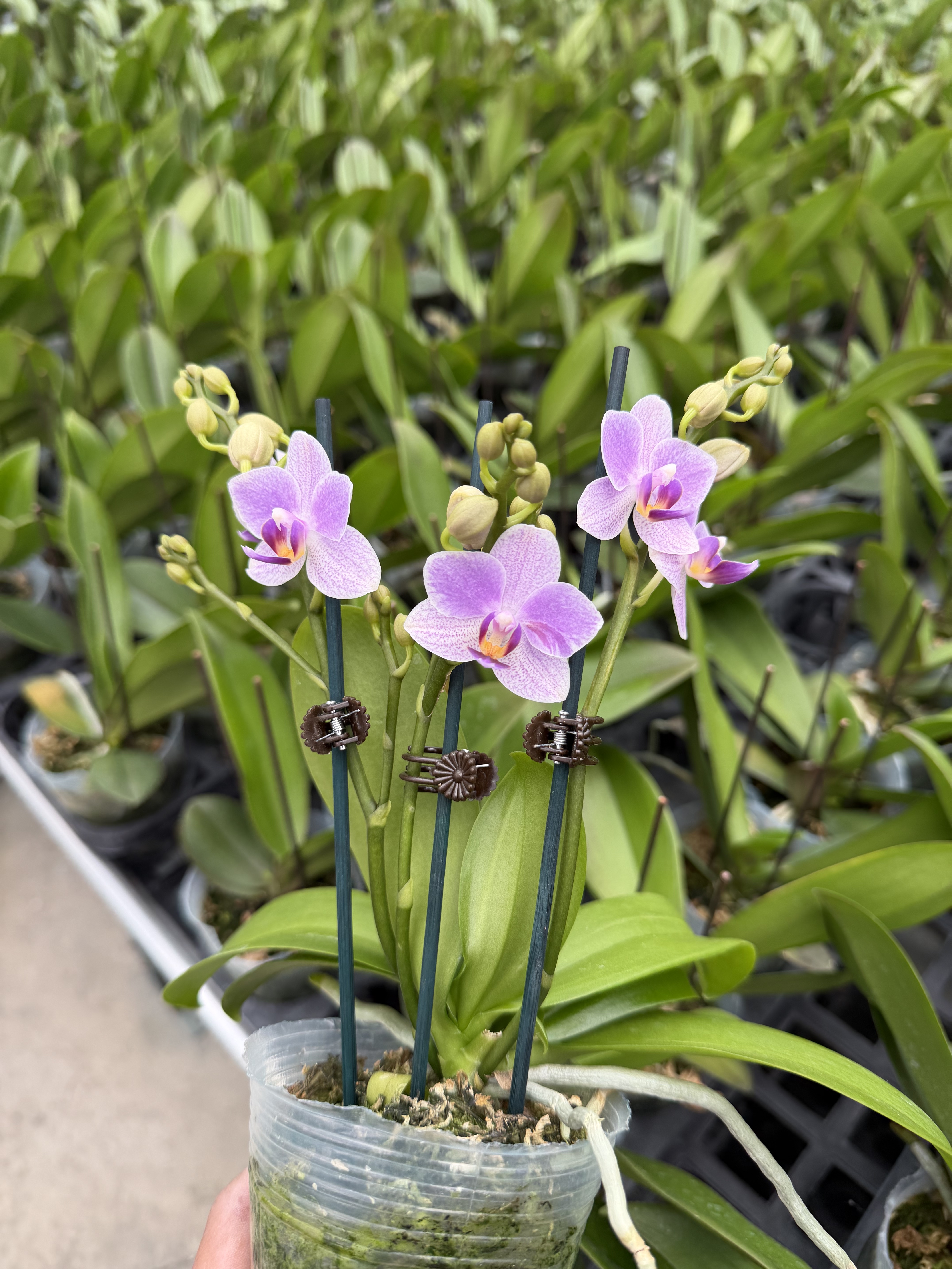 超群蓝雀双花剑桌面款小花型蝴蝶兰带花发货室内花卉