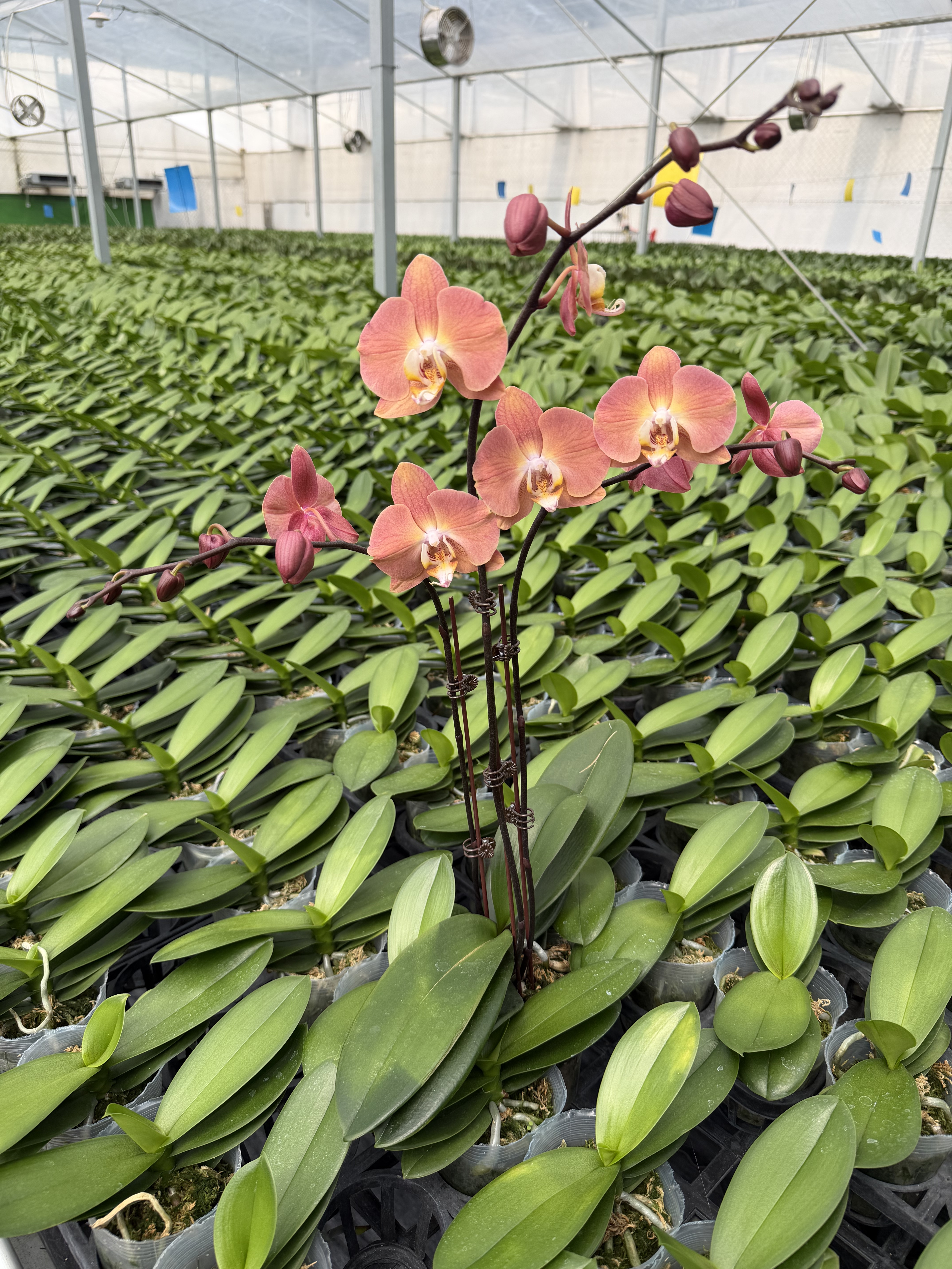3花剑复古橘色大花型三文鱼蝴蝶兰带花发货室内花卉