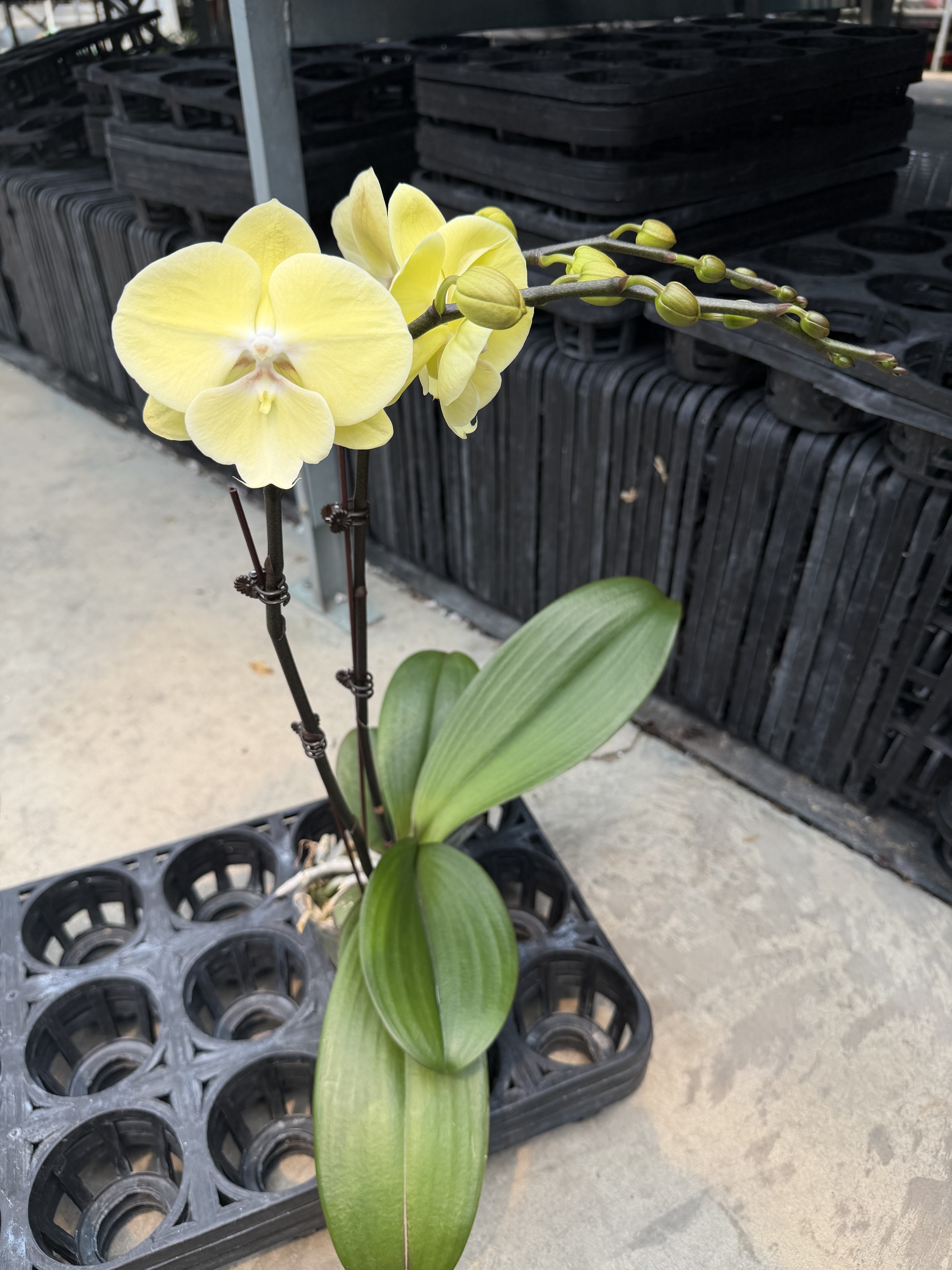 双花剑奶黄色大花型星月蝴蝶兰3寸加高杯带花发货室内花卉