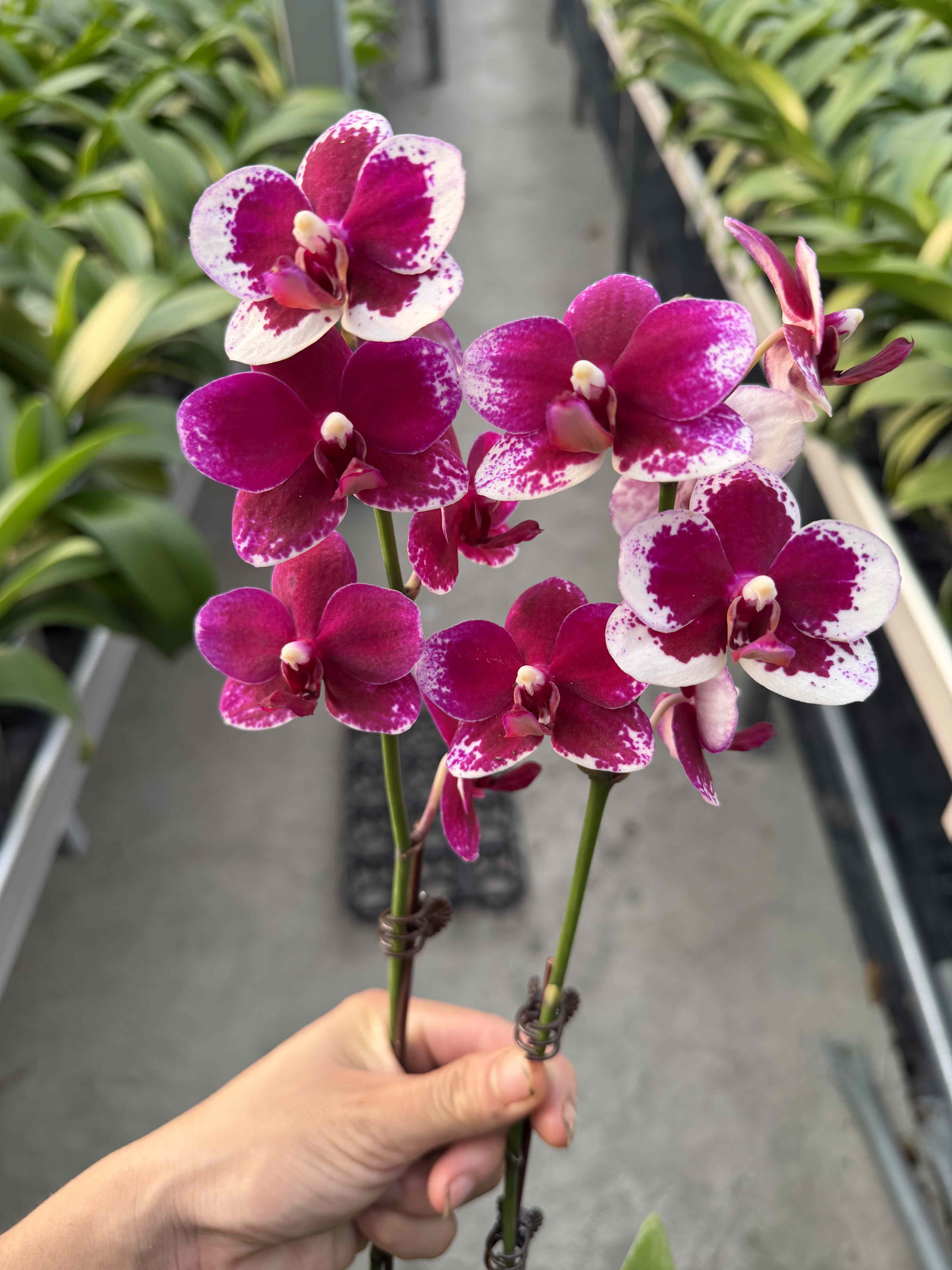 丝绒质感蜡质花胭脂蝴蝶兰夏花耐热可续花经典品种花期长室内花卉