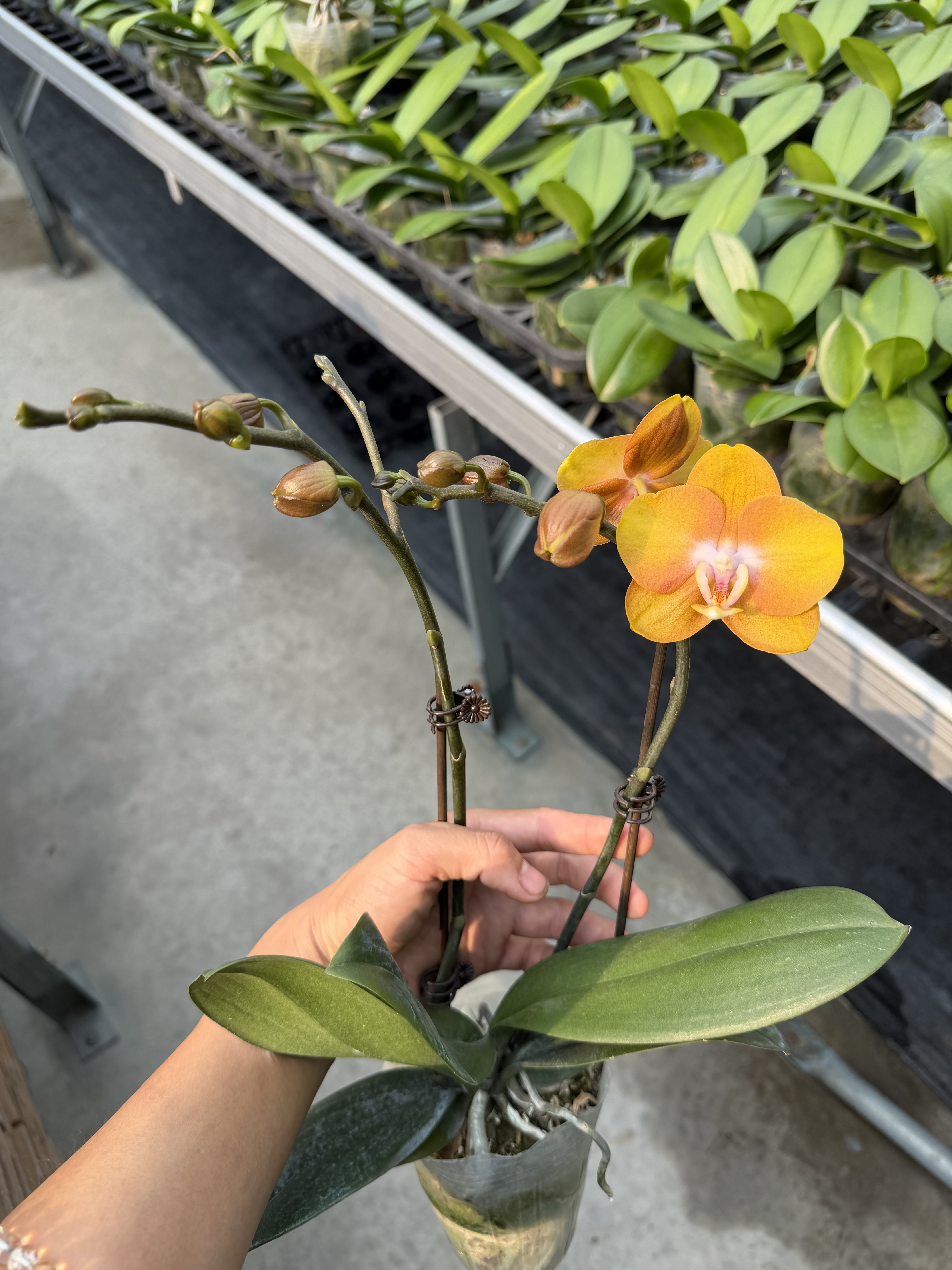 复古橘色橙色蜡质花耐开拉斯维加斯蝴蝶兰室内花卉