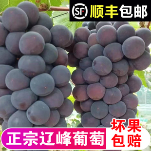 东北辽峰葡萄新鲜无籽应季水果黑提特大果非巨峰葡萄顺丰整箱包邮