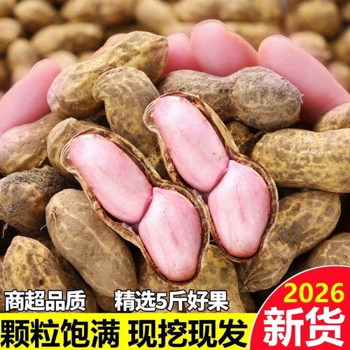2026新鲜湿花生现挖现发当季新货