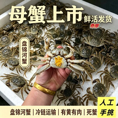 盘锦河蟹特大鲜活满黄顺丰空运