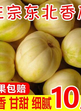 东北京密香瓜白糖罐现摘现发包邮