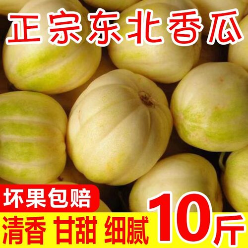 东北京密香瓜白糖罐现摘现发包邮