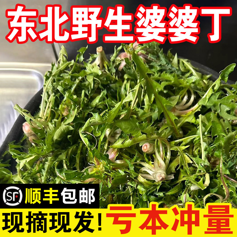东北特产新鲜婆婆丁蒲公英山野菜现挖野生山菜苦菜苦麻子顺丰包邮