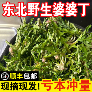 东北特产新鲜婆婆丁蒲公英山野菜现挖野生山菜苦菜苦麻子顺丰包邮