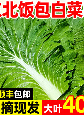 东北特产大白菜叶新鲜蔬菜顺丰