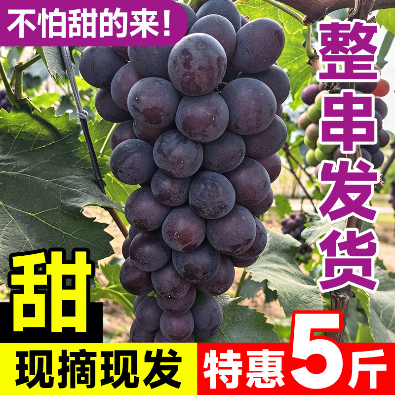 东北巨峰葡萄新鲜无籽当季孕妇水果黑提非辽峰顺丰包邮整箱5斤装
