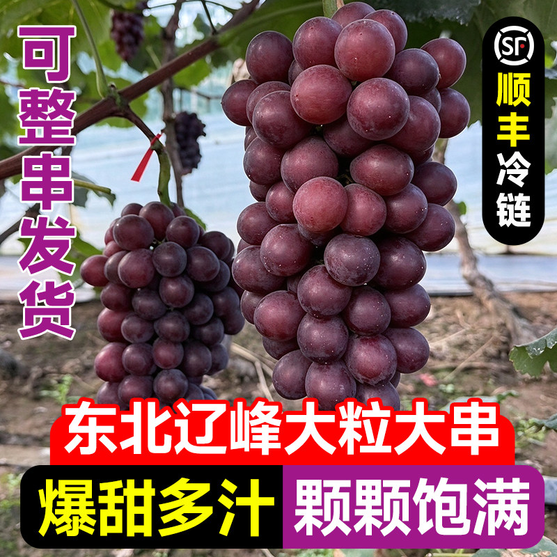 东北辽峰葡萄新鲜无籽应季水果黑提特大果非巨峰葡萄顺丰整箱包邮