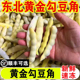 东北特产黄金勾豆角新鲜蔬菜当季 现摘现发红金钩油豆角鼓豆角顺丰
