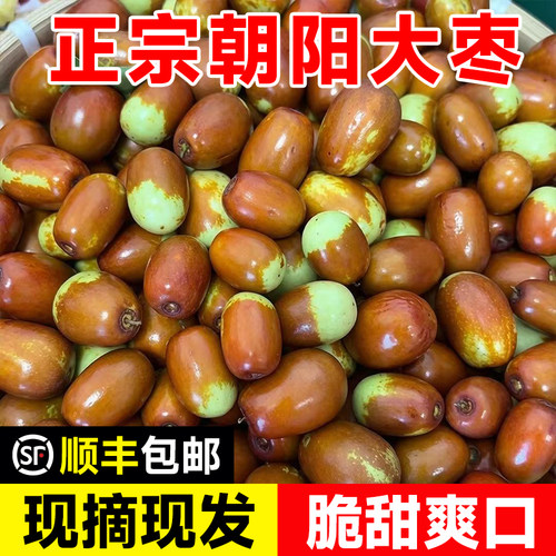 正宗朝阳大枣新鲜现摘现发顺丰
