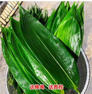 粽叶粽子叶粽粑叶免邮新鲜野生大粽叶真空鲜粽叶子端午包粽子的叶