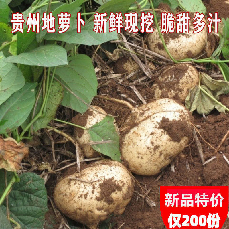 贵州特产新鲜现挖番薯沙葛