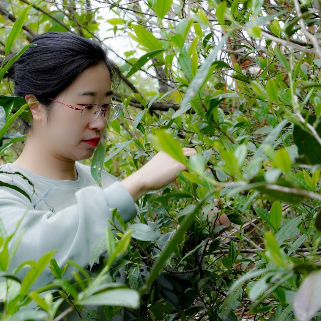 祁魂野生紅茶稀有花香僅20斤