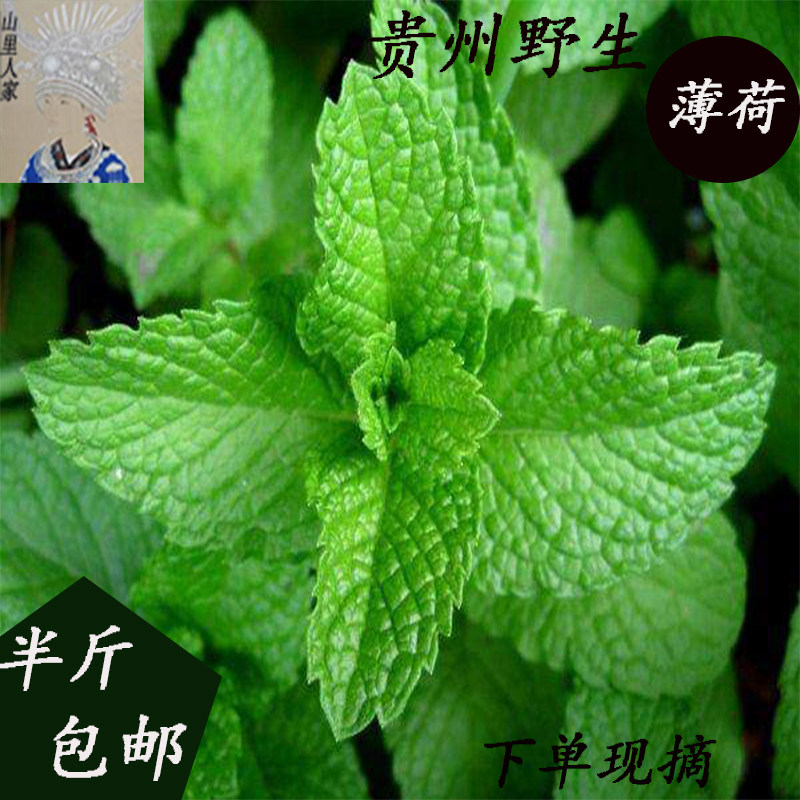 贵州苗侗山里人家野生新鲜薄荷叶留兰香狗肉香现摘现发半斤包邮