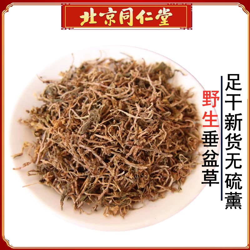 中草药野生垂盆草 中药材垂盆草干货 垂盆草茶500克包邮