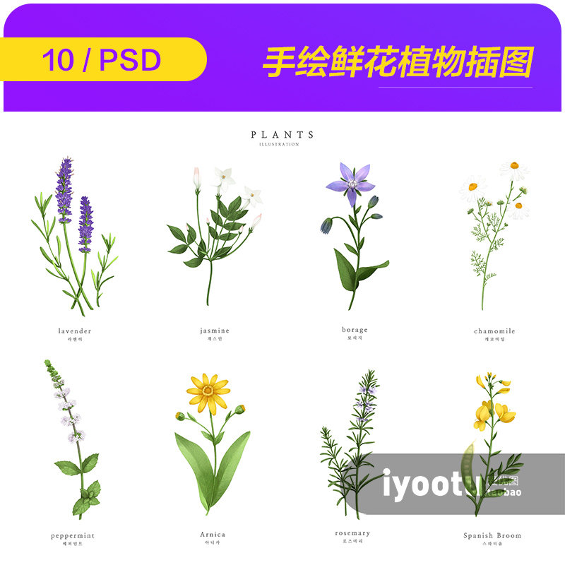 手绘鲜花草本植物野花小草插图海报psd分层设计素材模板i21120103