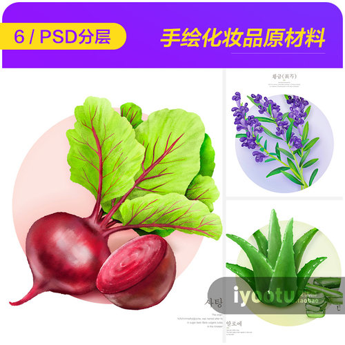 手绘化妆品原材料提取物芦荟甜菜根薰衣草植物萃取PSD设计素材i2