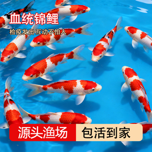 纯种血统锦鲤鱼苗冷水淡水鱼苗观赏鱼金鱼可大型鱼好养耐活红锦鲤