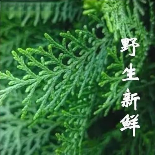 熏腊肉专用柏树枝柏丫现摘新鲜松柏叶侧柏扁柏叶洗发泡酒熏肉材料