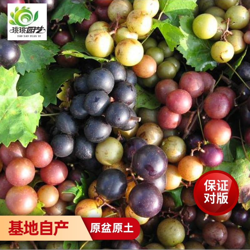 圆叶葡萄苖苗盆栽红宝石果树盆栽