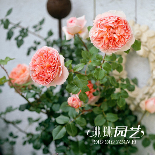 亚伯拉罕达比月季杏粉色强香勤花藤本灌木月季多季开花带盆发货