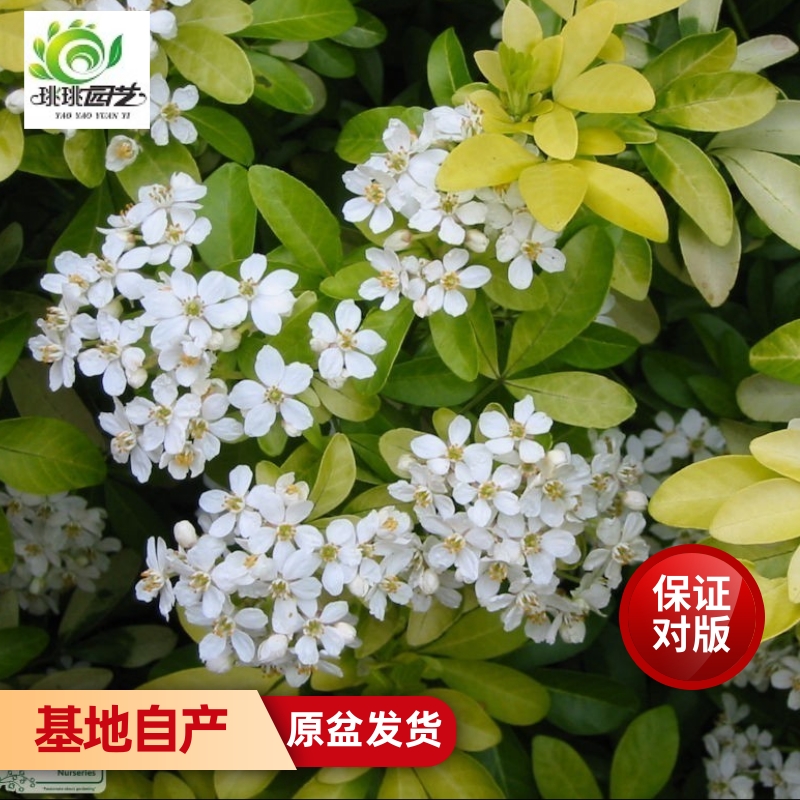 墨西哥橙花盆栽花苗芳香植物切花