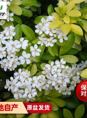 墨西哥橙花盆栽花苗芳香植物切花盆栽灌木花园阳台庭院易养护植物