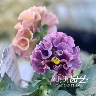 珧珧园艺褶边角堇花苗带花苞耐寒花园阳台花卉花期长礼服淑女西尔