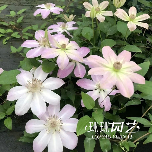 铁线莲夏茜F系铁线莲夏茜F系耐热