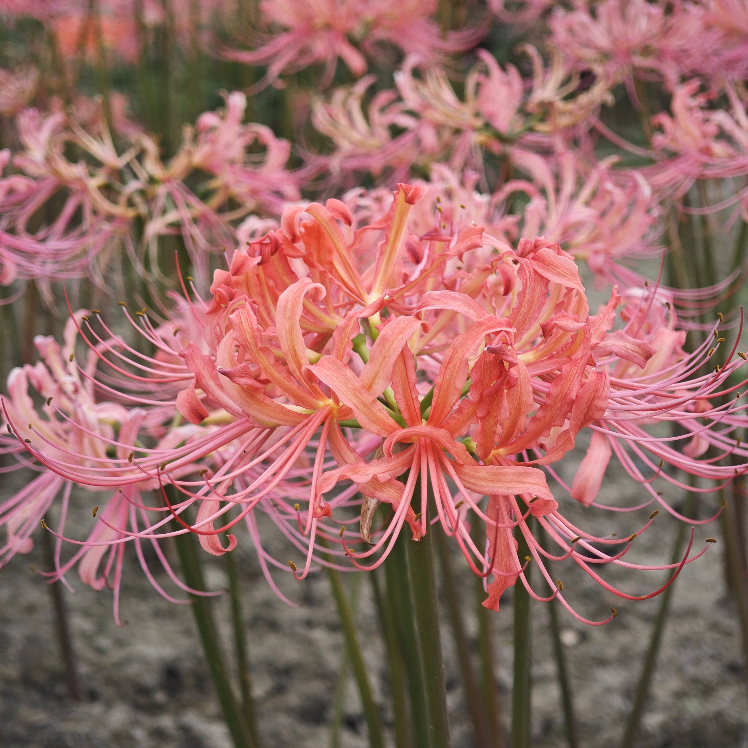 现货庭院花园植物球根花卉石蒜彼岸花曼珠沙华种球稀有三倍体品种
