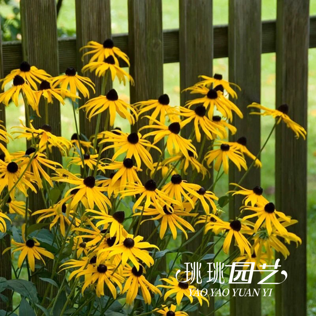 金光菊金色风暴多年生宿根花卉图片