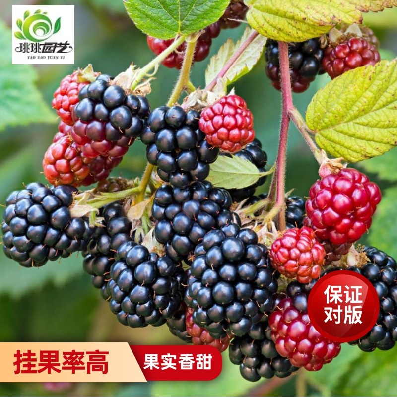 盆栽花卉树莓黑莓盆栽苗多年生庭院阳台花园耐热耐寒特色花卉盆栽