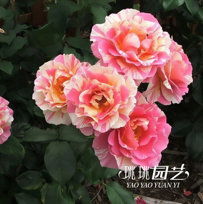 月季莫奈条纹复色耐热丰花勤花