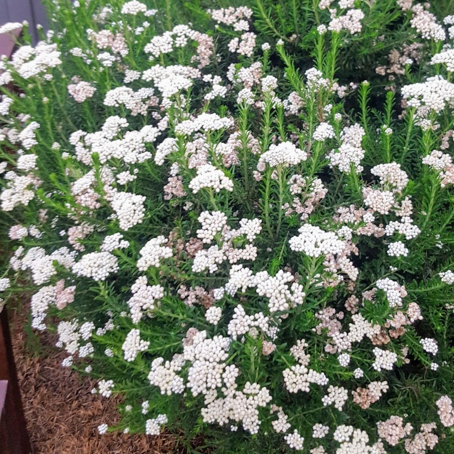 澳洲米花盆栽小苗多年生木本花卉庭院阳台植物耐寒耐热易爆盆