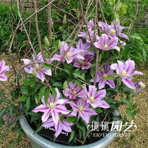 铁线莲志愿者矮生丰花小空间阳台